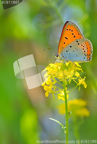 Image of Orange butterfly on summer flower