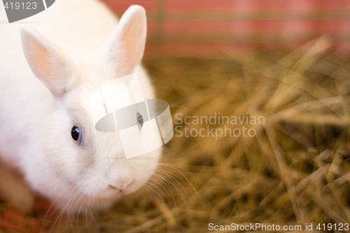 Image of white rebbit