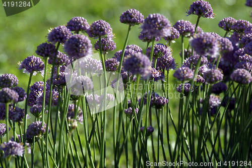 Image of Beautiful herb flowers