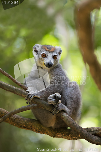 Image of crowned lemur Ankarana National Park