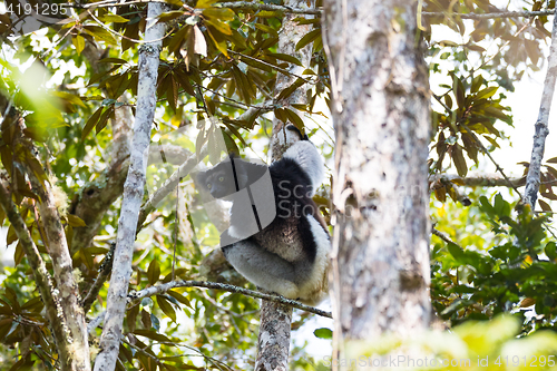 Image of Black and white Lemur Indri