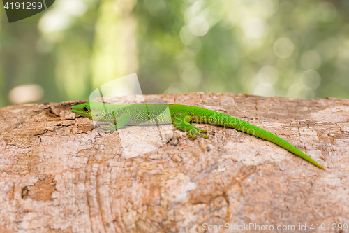 Image of Phelsuma madagascariensis is a species of day gecko Madagascar