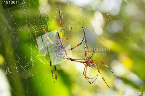 Image of Golden silk orb-weaver on net Madagascar