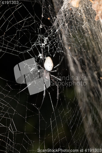 Image of big white spider Nephilengys livida Madagascar