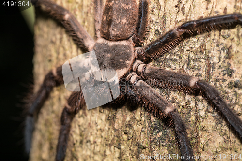 Image of big huntsman spider on tree Madagascar