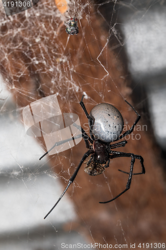 Image of big white spider Nephilengys livida Madagascar