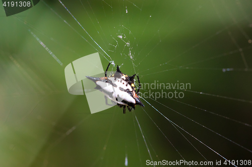 Image of Spiny orb-weaver or crab spider madagascar