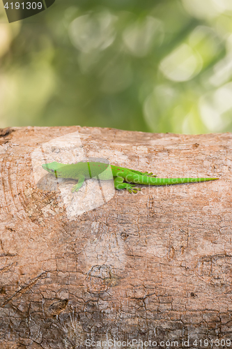 Image of Phelsuma madagascariensis is a species of day gecko Madagascar