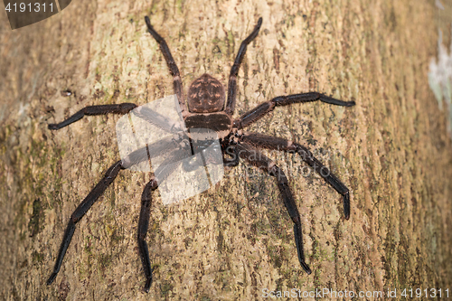 Image of big huntsman spider on tree Madagascar