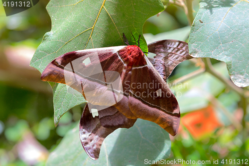 Image of big butterfly Gonimbrasia belina, emperor moth Madagascar