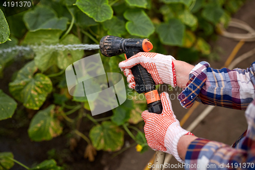 Image of farmer with garden hose watering at greenhouse