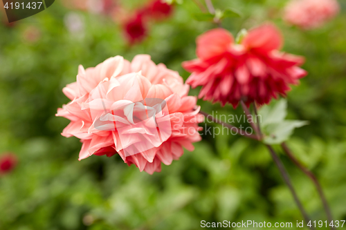 Image of beautiful dahlia flowers at summer garden