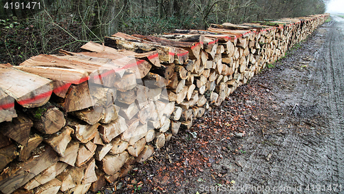 Image of Wood pile in wood