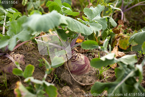 Image of beetroot growing on summer garden bed