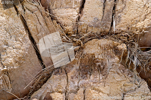 Image of Palm wood texture