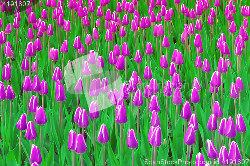 Image of Purple Tulips Field