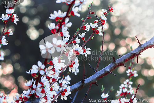 Image of Almond Flowers At Springtime