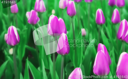 Image of Soft Blur Purple Tulips 