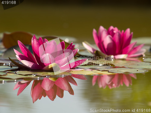 Image of Two Lotus Flowers in Pond with Reflection