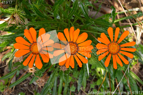 Image of Three orange marguerites, Portugal