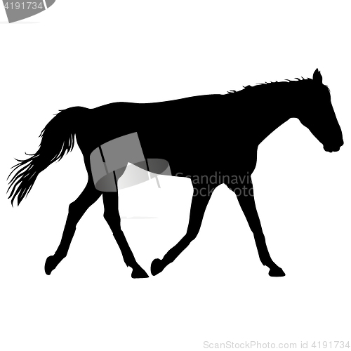 Image of silhouette of black mustang horse illustration