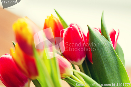 Image of close up of tulip flowers