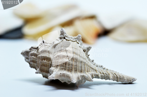 Image of Sea shell isolated on white