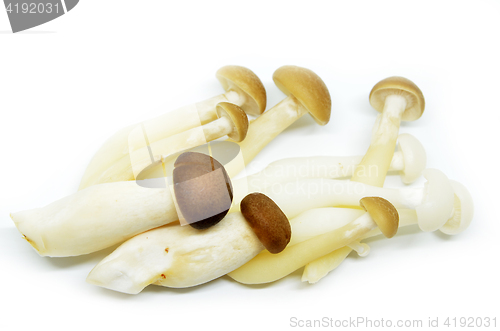 Image of Fresh shimeji mushroom 