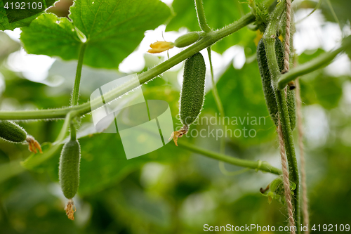 Image of close up of cucumber growing at garden