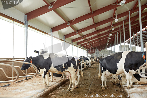 Image of herd of cows in cowshed stable on dairy farm