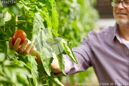 Image of senior man growing tomatoes at farm greenhouse