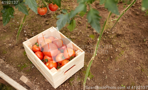 Image of red tomatoes in wooden box at summer garden