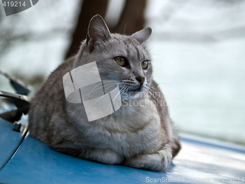 Image of Pretty British Cat on Car Hood