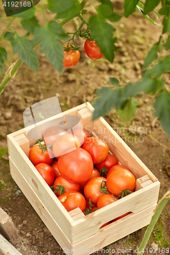 Image of red tomatoes in wooden box at summer garden