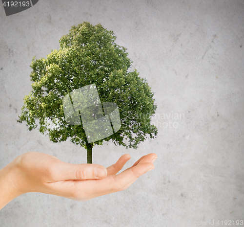 Image of hand holding green oak tree over gray background