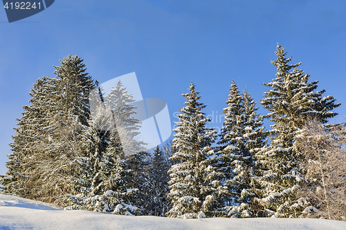 Image of Forest in Winter