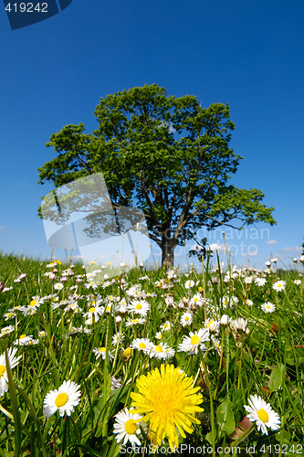 Image of Dandelion and daisy flowers