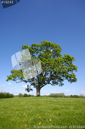 Image of Tree, green grass and blue sky