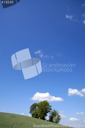 Image of Tree on hill