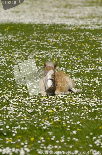 Image of Horse foal is resting on meadow