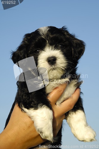 Image of Small puppy in hand