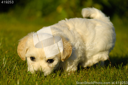 Image of Bichon Havanais puppy dog