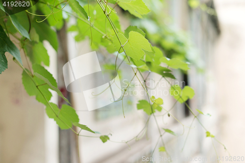 Image of Sprig of the grapes