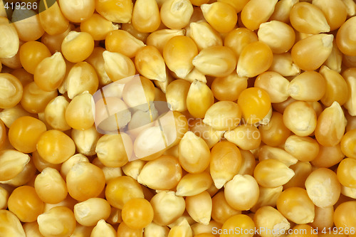 Image of Corn