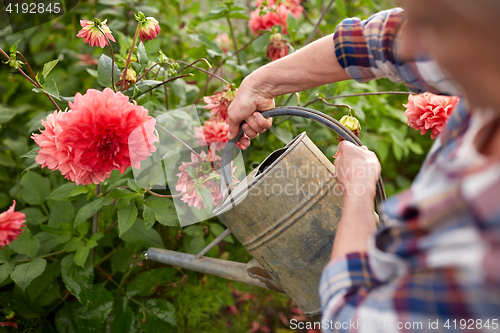 Image of senior woman watering flowers at summer garden