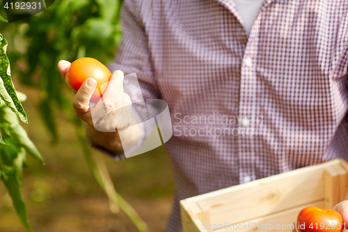 Image of senior man growing tomatoes at farm greenhouse