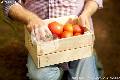 Image of senior man or farmer with box of tomatoes at farm