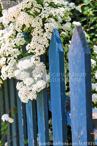 Image of Blue fence with white flowers