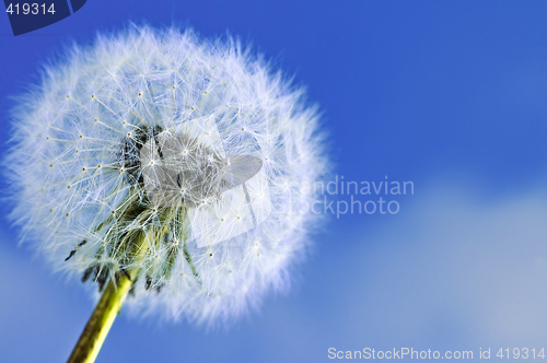 Image of Dandelion