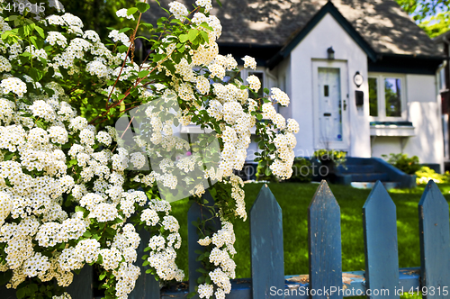 Image of Blue fence with white flowers